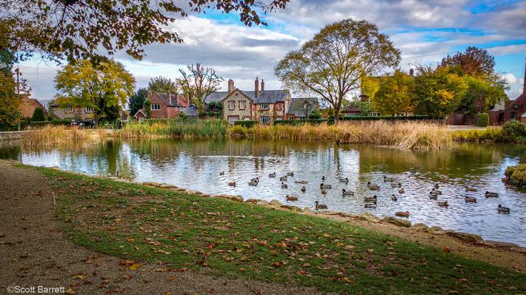 Ducks on the pond at Penn, with houses and trees along the far bank.