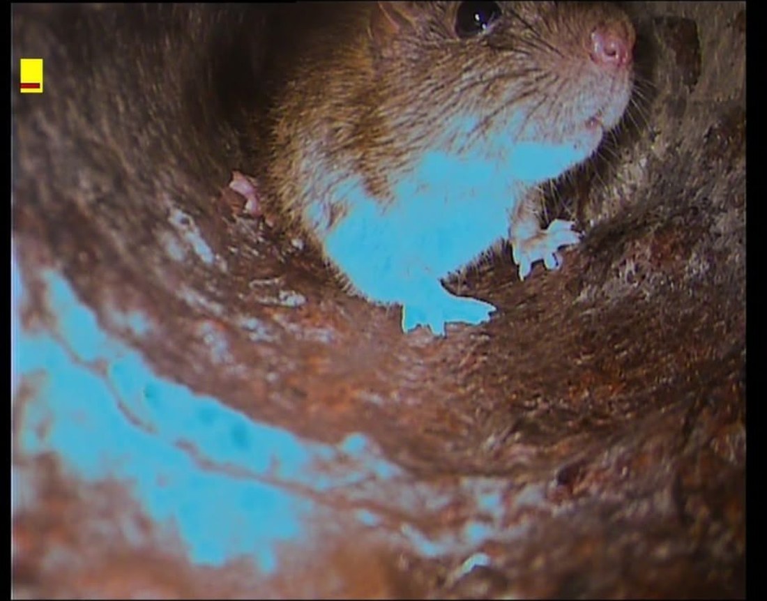 CCTV still of a rat in a live drain run, caught in the camera light against the pipe wall.