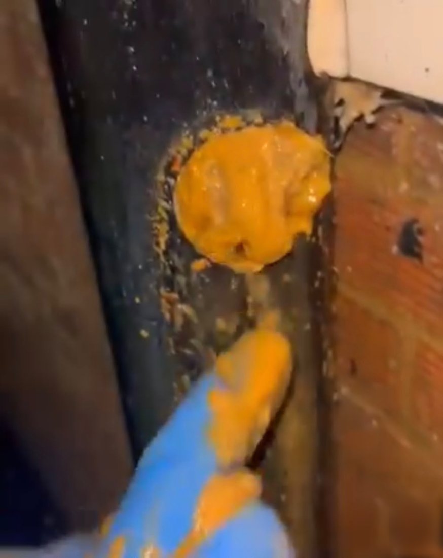 A round plug of set orange fat filling the mouth of a pipe in an external chamber, with a gloved hand working at it below.