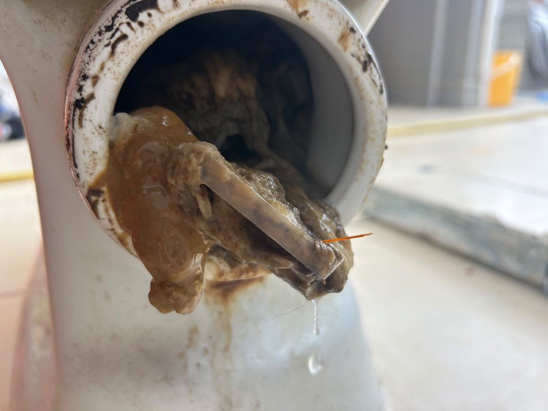 Congealed fat and grease pulled out of a waste trap, hanging from the open pipe.