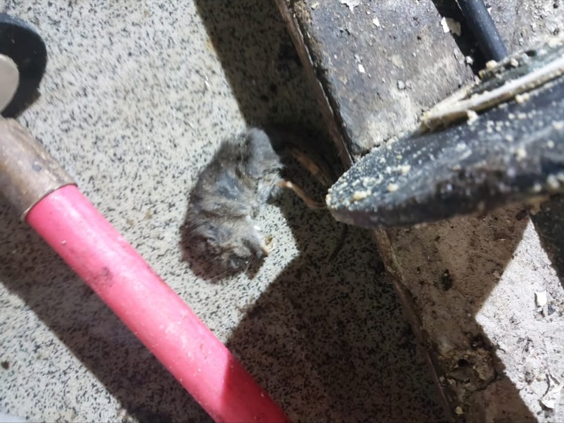 A dead rat on the paving beside an open chamber cover, with a jetting hose run across the slab.