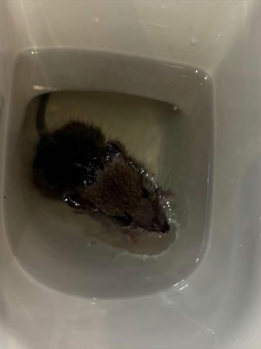 A rat in the pan of a domestic toilet, having come up into the house through the drainage system.