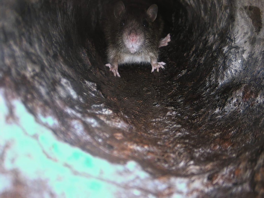 A rat inside a drain, looking up towards the open chamber above it.