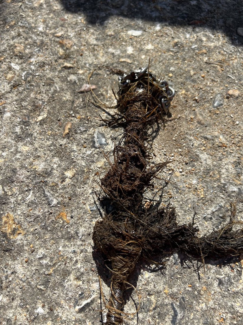 A length of tree root cut out of a drain and laid on paving, with the chain cutting head still wrapped in it.