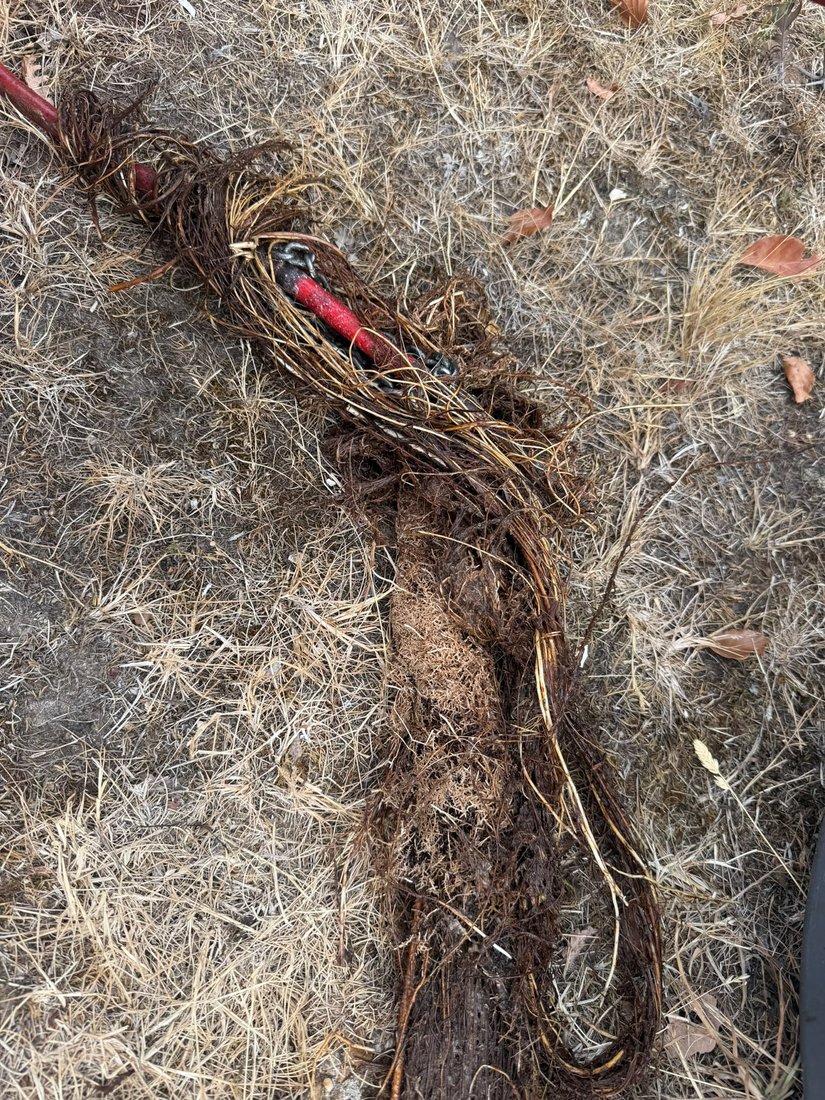 A long mass of tree root pulled out onto dry grass with the jetting hose still threaded through the middle of it.