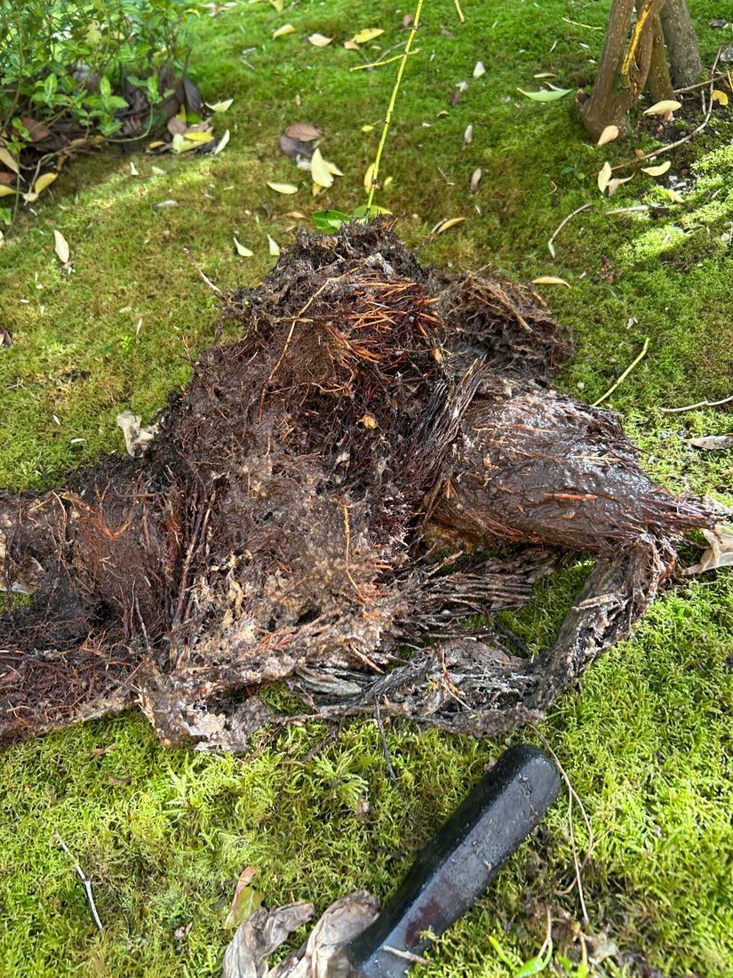 A large mass of tree roots pulled out of a drain and laid out on a mossy lawn, with a spade beside it.