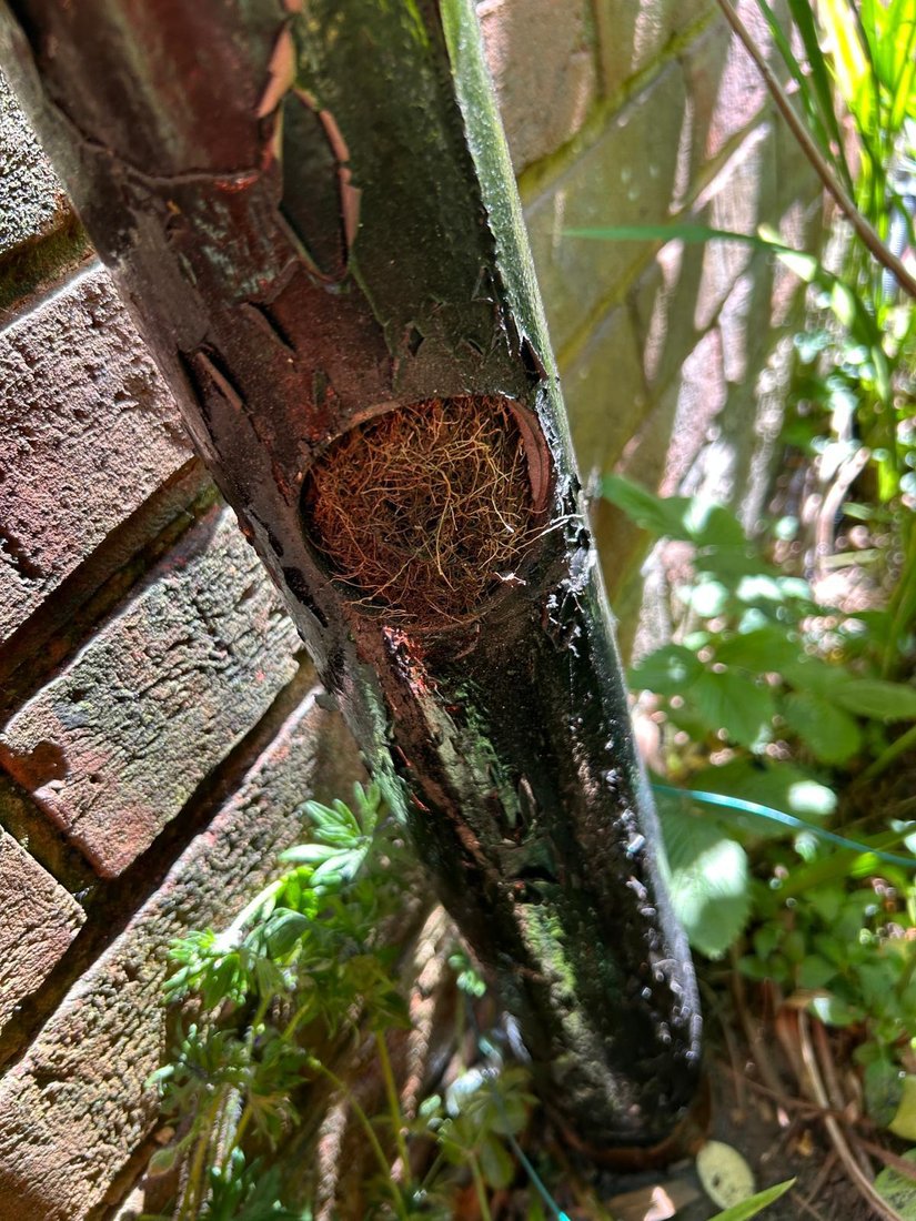 A cracked cast iron downpipe against a brick wall, packed solid with fine tree roots where the pipe has split open.