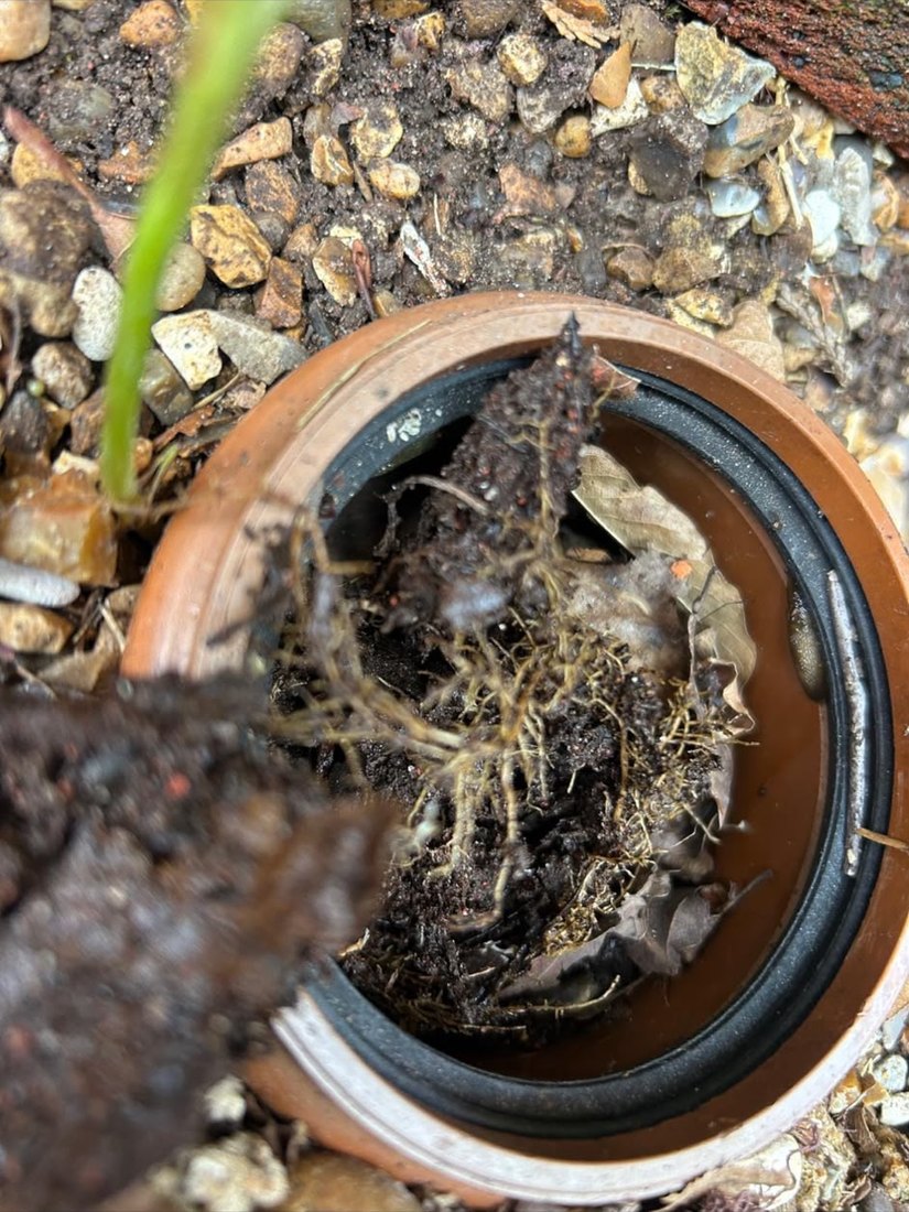 Fine tree roots growing in through the seal of a clay pipe socket, opened up in a gravel bed.